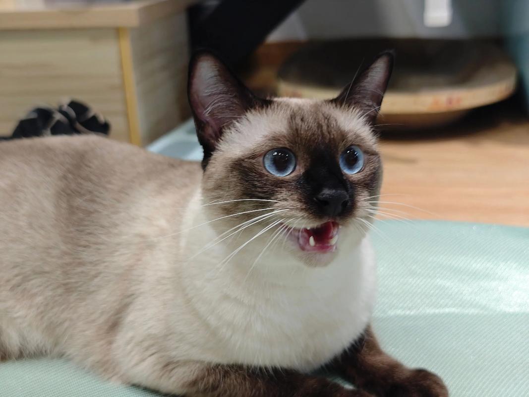猫咪治愈心灵,带来快乐与陪伴(猫的图片大全大图) 猫咪治愈心灵,带来快乐与陪伴(猫的图片大全大图)