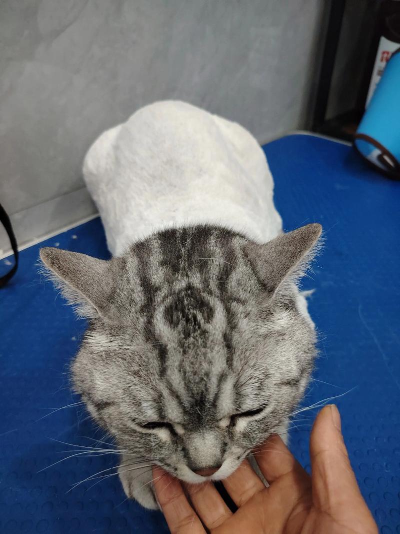 剃毛防掉毛？NO！猫正常掉毛，科学护理就好（猫用剃毛吗）