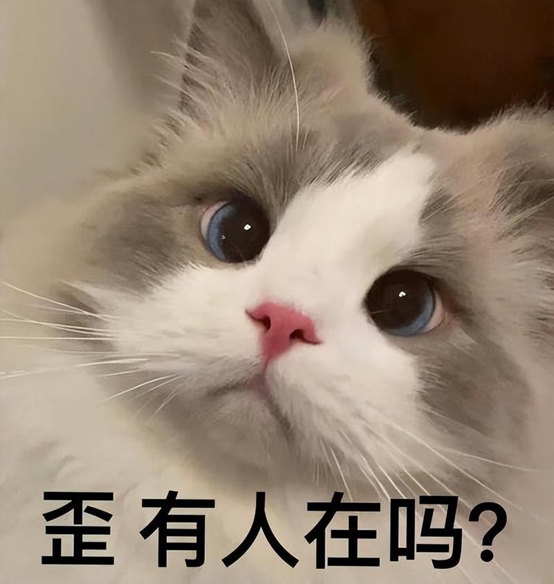 布偶猫泪痕多?清洁饮食减压全搞定(布偶猫泪痕严重怎么办) 布偶猫泪痕多?清洁饮食减压全搞定(布偶猫泪痕严重怎么办)