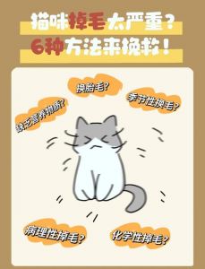 梳毛调饮食巧去猫毛（解决猫掉毛的妙招）