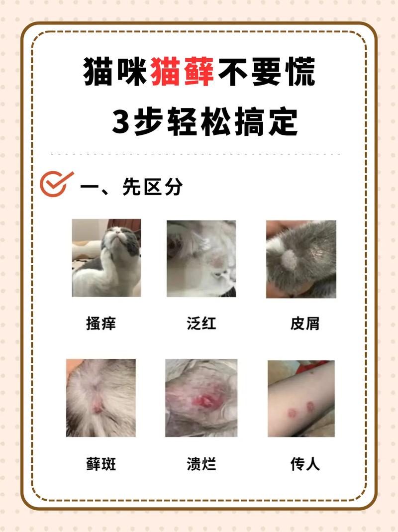 开结剂+梳子,勤梳防结更亲昵(猫毛结块最快消除方法) 开结剂+梳子,勤梳防结更亲昵(猫毛结块最快消除方法)