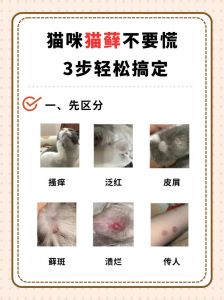 开结剂+梳子，勤梳防结更亲昵（猫毛结块最快消除方法）
