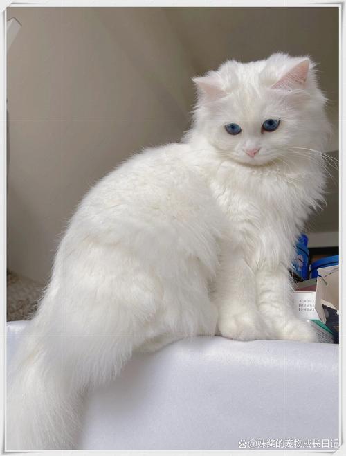 白色长毛猫品种多 护理需注意(白色的长毛猫是什么品种) 白色长毛猫品种多 护理需注意(白色的长毛猫是什么品种)