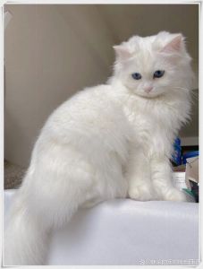 白色长毛猫品种多 护理需注意（白色的长毛猫是什么品种）