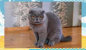 苏格兰折耳猫与男女主角的爱情故事（正当梨花开满 苏格兰折耳猫）