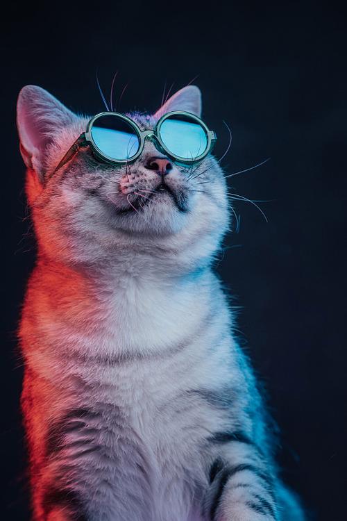 温顺可爱,理想伴侣猫!(美国短毛猫) 温顺可爱,理想伴侣猫!(美国短毛猫)