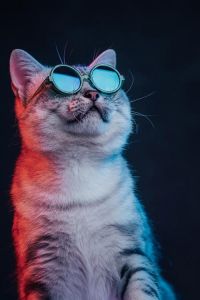 温顺可爱，理想伴侣猫！（美国短毛猫）