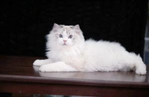 布偶猫为啥咬人？原因和解决方法（有没有攻击人的布偶猫）