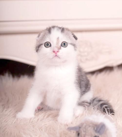 圆耳萌猫,优雅又贴心(长冬 苏格兰折耳猫) 圆耳萌猫,优雅又贴心(长冬 苏格兰折耳猫)