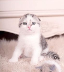 圆耳萌猫，优雅又贴心（长冬 苏格兰折耳猫）