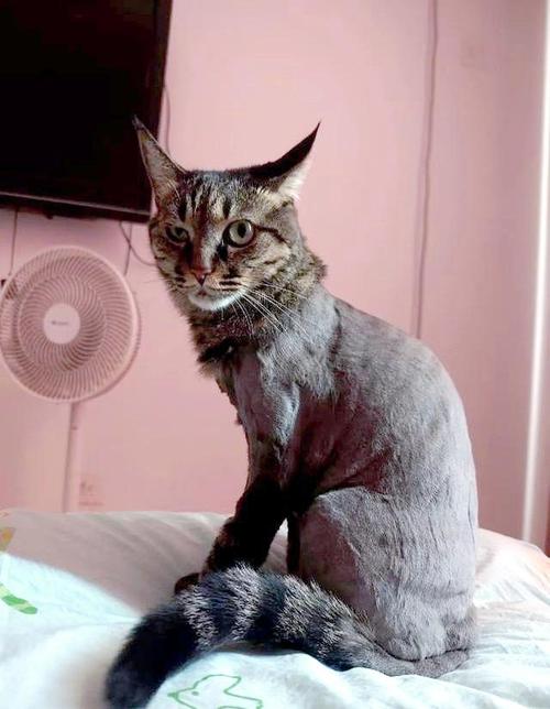夏季爱猫别剃毛,科学降温更健康(三四个月猫咪可以剃毛吗) 夏季爱猫别剃毛,科学降温更健康(三四个月猫咪可以剃毛吗)