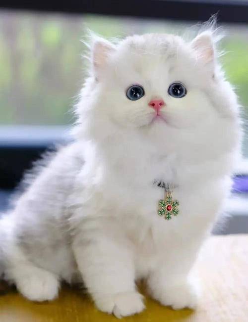 波斯猫英国培育非波斯,优雅贵族但难打理(波斯猫高清图片) 波斯猫英国培育非波斯,优雅贵族但难打理(波斯猫高清图片)