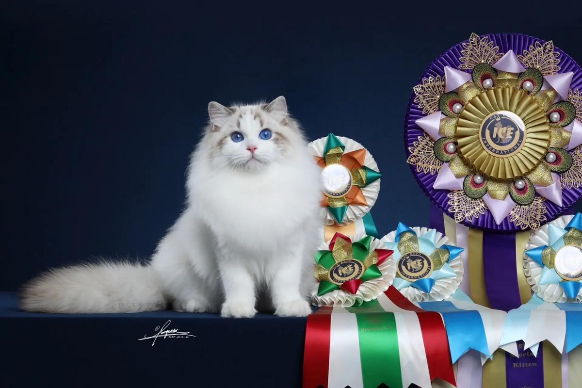 富婆太太爱养赛级布偶猫,身份象征!(五年了富婆太太圈那些娇贵的赛级布偶猫) 富婆太太爱养赛级布偶猫,身份象征!(五年了富婆太太圈那些娇贵的赛级布偶猫)