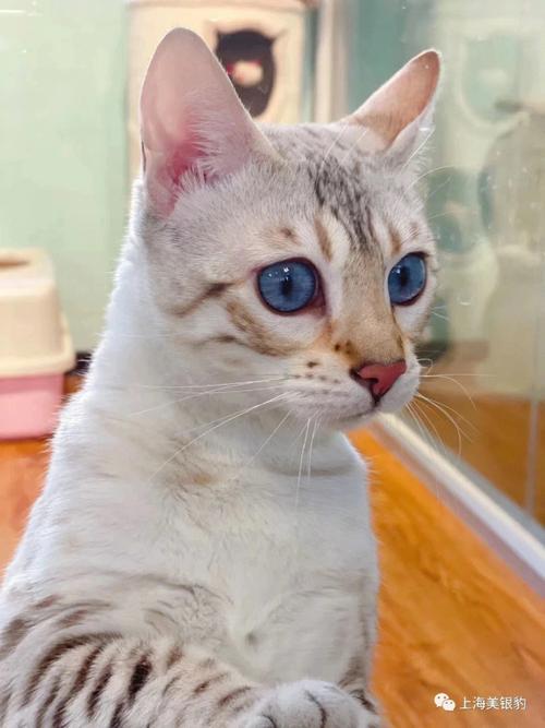 蓝猫橙眼,荒漠猫蓝眼,猫眼颜色多(山猫的眼睛是什么颜色就比较正宗) 蓝猫橙眼,荒漠猫蓝眼,猫眼颜色多(山猫的眼睛是什么颜色就比较正宗)
