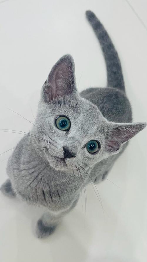优雅天使,温顺亲人(俄罗斯蓝猫图片) 优雅天使,温顺亲人(俄罗斯蓝猫图片)
