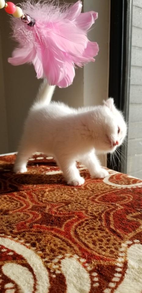 遇见苏格兰折耳猫,邂逅爱情与生活小确幸(千万人中遇见你全文苏格兰折耳猫) 遇见苏格兰折耳猫,邂逅爱情与生活小确幸(千万人中遇见你全文苏格兰折耳猫)