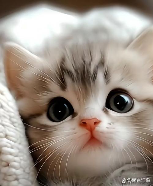 小猫图片治愈心灵，带来温暖与陪伴（生成一张小猫的图片）