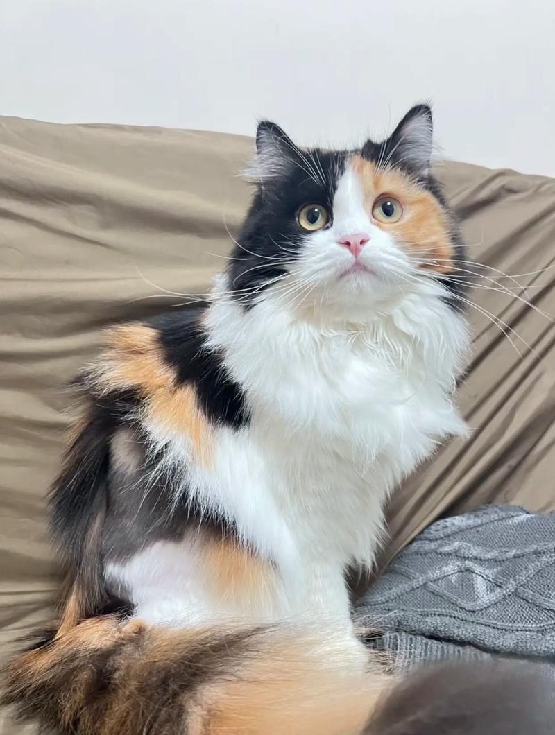 可爱三花猫,温馨宠物,带来欢乐(三花猫图片) 可爱三花猫,温馨宠物,带来欢乐(三花猫图片)