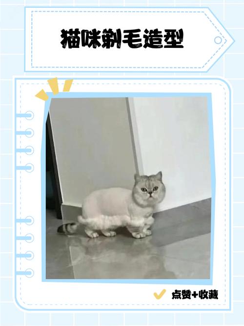 猫咪剃毛利弊多,需谨慎考虑再行动(给猫咪剃毛的好处) 猫咪剃毛利弊多,需谨慎考虑再行动(给猫咪剃毛的好处)