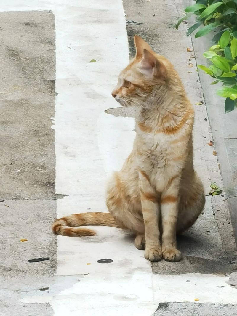 性格温顺粘人,超萌宠物首选(正宗橘猫图片) 性格温顺粘人,超萌宠物首选(正宗橘猫图片)