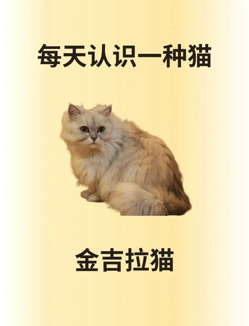 波斯猫和金吉拉的区别(波斯猫和金吉拉的区别) 波斯猫和金吉拉的区别(波斯猫和金吉拉的区别)