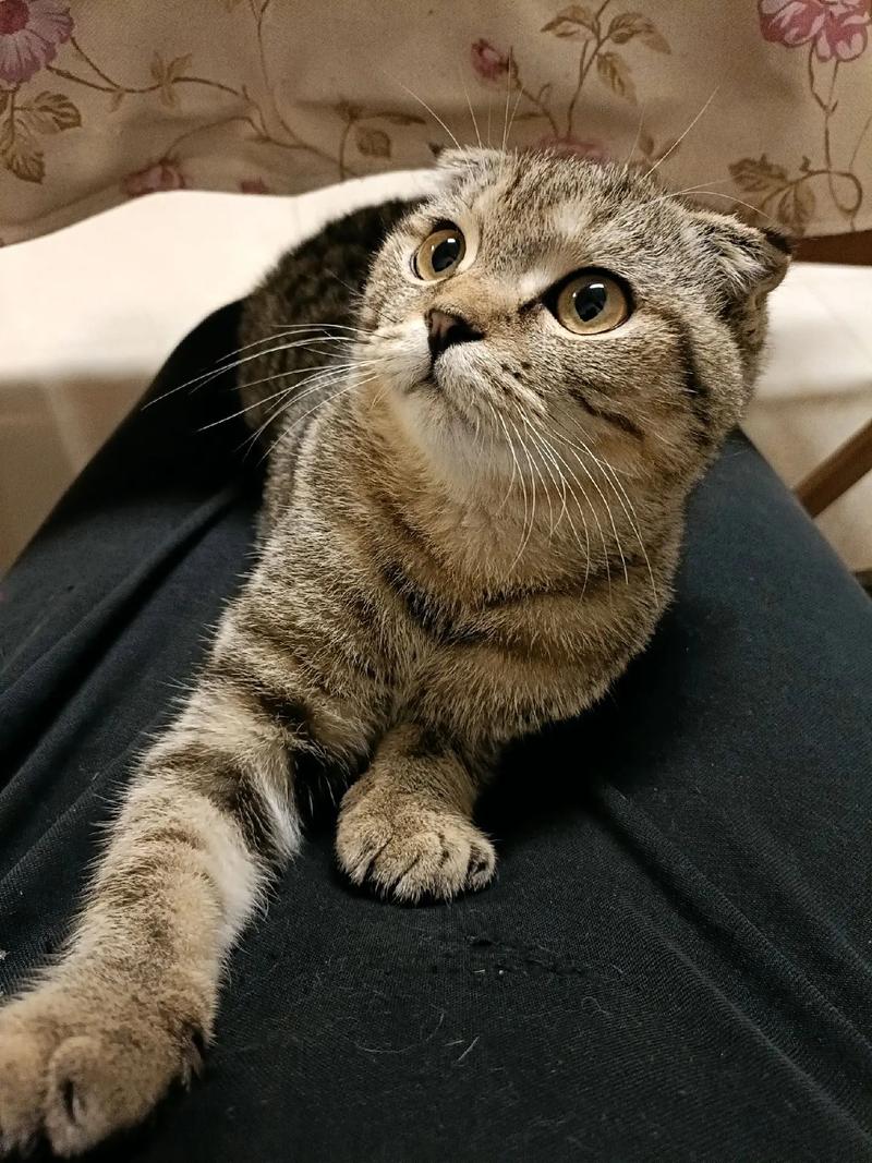 短耳猫咪逆风翻盘,耳东兔子造奇幻猫世界(短耳猫咪作品) 短耳猫咪逆风翻盘,耳东兔子造奇幻猫世界(短耳猫咪作品)