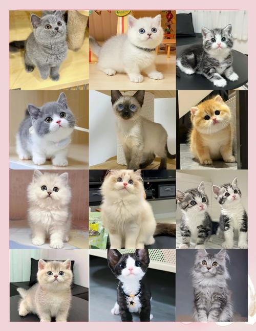 白波斯猫价差大?血统外貌都重要!(白色波斯猫多少钱一只) 白波斯猫价差大?血统外貌都重要!(白色波斯猫多少钱一只)