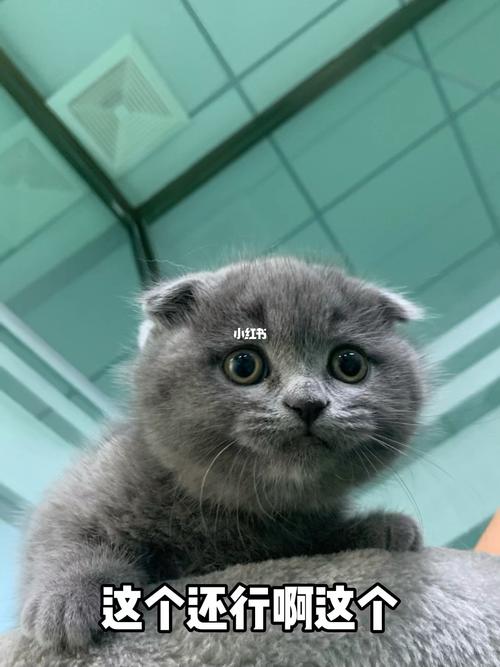 折耳蓝猫价格3500元起,品相越贵,有遗传病风险(折耳蓝猫一般都在什么价位) 折耳蓝猫价格3500元起,品相越贵,有遗传病风险(折耳蓝猫一般都在什么价位)