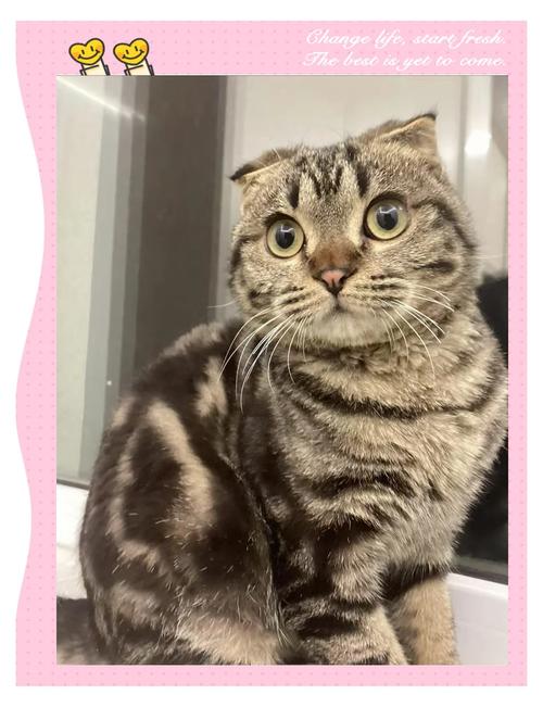 聪明又懂事的宠物(折耳猫是不是很聪明) 聪明又懂事的宠物(折耳猫是不是很聪明)