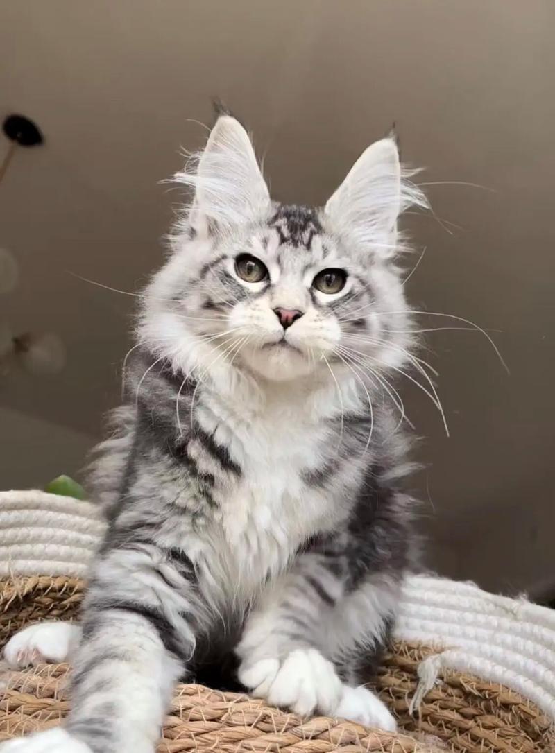 凯米尔烟色纯色,选猫看性格养护更重要(最帅气最好看的是什么颜色的猫) 凯米尔烟色纯色,选猫看性格养护更重要(最帅气最好看的是什么颜色的猫)