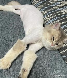 爱猫掉毛烦恼？科学梳毛，爱护毛发！（猫咪能不能剃毛）