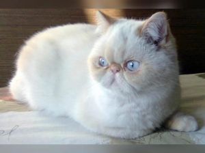 像猫的猞猁，更凶猛适应力强（短尾猫是什么品种）