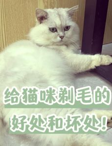 猫咪春秋掉毛多，梳毛是关键！（猫什么季节剃毛最好）