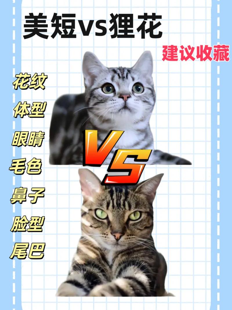 看脸型毛色轻松分辨(美国短毛猫与狸花猫区别) 看脸型毛色轻松分辨(美国短毛猫与狸花猫区别)