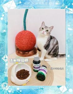 温和化毛，呵护爱猫健康（4个月短毛猫有必要吃化毛片吗）