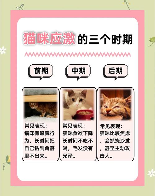 警惕!猫咪剃毛炸毛尖叫要停止,安抚观察别忽视(给猫剃毛应激了怎么办) 警惕!猫咪剃毛炸毛尖叫要停止,安抚观察别忽视(给猫剃毛应激了怎么办)