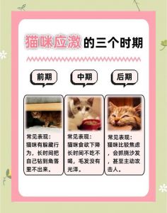 警惕！猫咪剃毛炸毛尖叫要停止，安抚观察别忽视（给猫剃毛应激了怎么办）