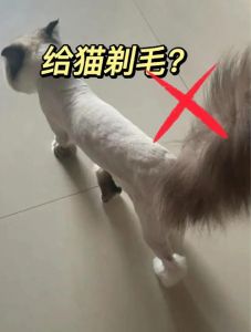 剃光猫毛危害大，注意防晒防受伤！（猫的毛可以全部剃掉吗）