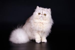 波斯猫眼睛颜色多，异瞳添魅力，但健康需关注（波斯猫眼睛真实图片）