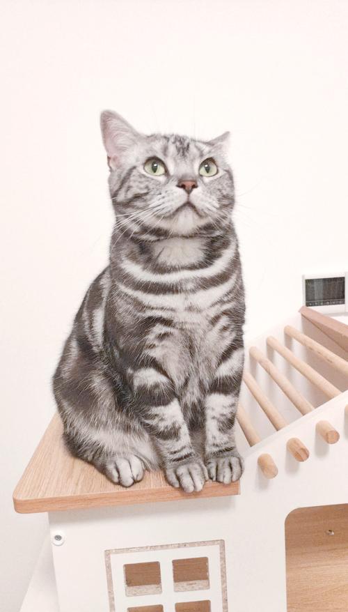 圆润可爱惹人爱(短毛猫作品) 圆润可爱惹人爱(短毛猫作品)