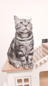 圆润可爱惹人爱（短毛猫作品）