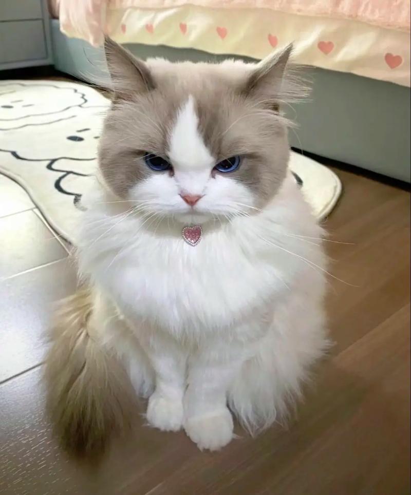 养娇贵布偶猫成本高,60元手工猫饭制胜!(五年了富婆太太圈娇贵的赛季布偶猫) 养娇贵布偶猫成本高,60元手工猫饭制胜!(五年了富婆太太圈娇贵的赛季布偶猫)