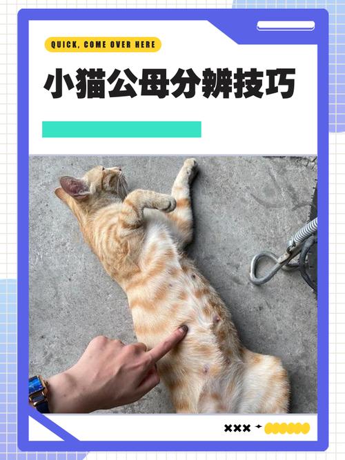 公橘猫多母橘猫少,基因决定毛色(橘猫是公的还是母的) 公橘猫多母橘猫少,基因决定毛色(橘猫是公的还是母的)