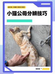 公猫母猫怎么选？看喜好，绝育少烦恼（猫咪养公的还是母的）