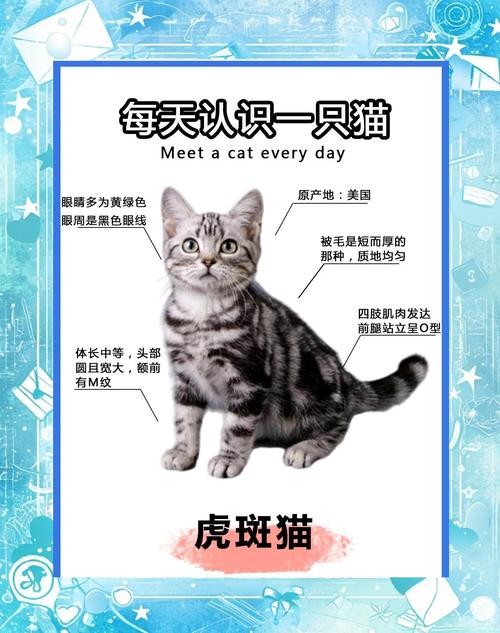 虎斑折耳猫比立耳贵,受欢迎且繁育成本高(虎斑猫折耳贵还是立耳贵) 虎斑折耳猫比立耳贵,受欢迎且繁育成本高(虎斑猫折耳贵还是立耳贵)