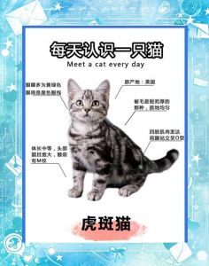 虎斑折耳猫比立耳贵，受欢迎且繁育成本高（虎斑猫折耳贵还是立耳贵）