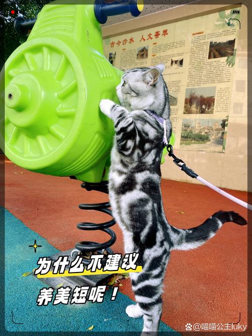 美短虽好养,但病多掉毛重,花钱需多陪(美国短毛猫为什么不建议养) 美短虽好养,但病多掉毛重,花钱需多陪(美国短毛猫为什么不建议养)