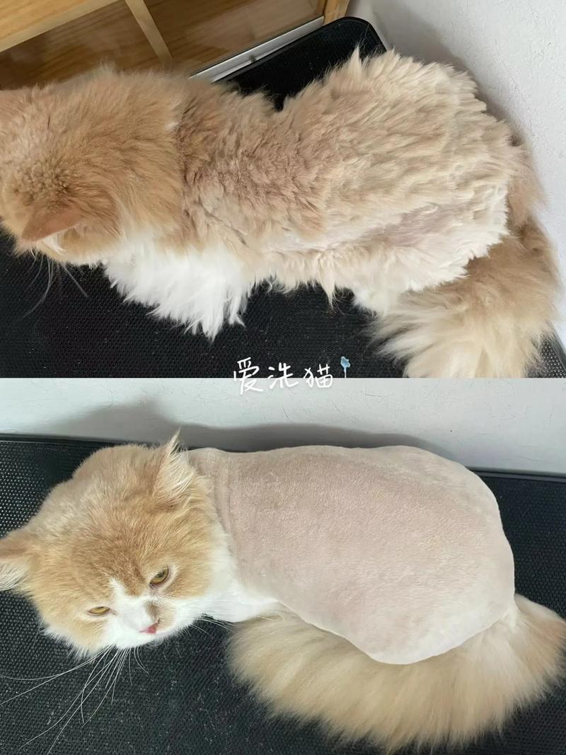 剃毛伤皮肤又掉毛?猫咪毛发很重要,谨慎剃毛!(猫毛可以剪吗) 剃毛伤皮肤又掉毛?猫咪毛发很重要,谨慎剃毛!(猫毛可以剪吗)