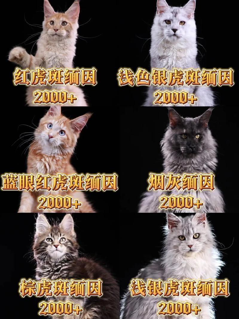 聪明好奇爱陪伴的缅因猫很亲人(缅因猫的智商相当于人的几岁) 聪明好奇爱陪伴的缅因猫很亲人(缅因猫的智商相当于人的几岁)