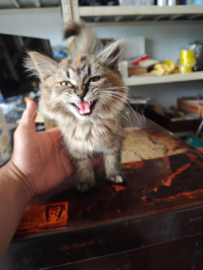 短毛易打理的活泼伙伴(狸花猫属于长毛还是短毛) 短毛易打理的活泼伙伴(狸花猫属于长毛还是短毛)